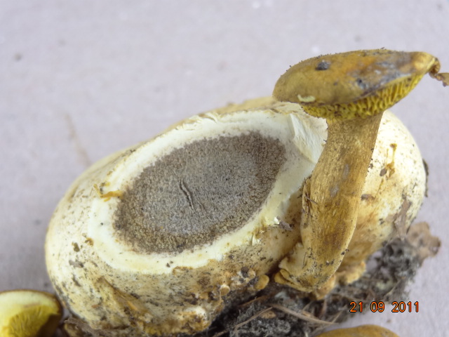 Un quiz tira l''altro.